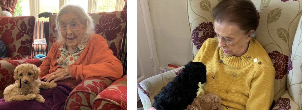 care home pets
